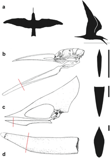 Comparison of the jaw of a skimmer (a-b), Tupuxuara (c), and the jaw tip of T. oberlii (or Banguela, d), with cross-sections at right Skimmer and pterosaur jaws.png