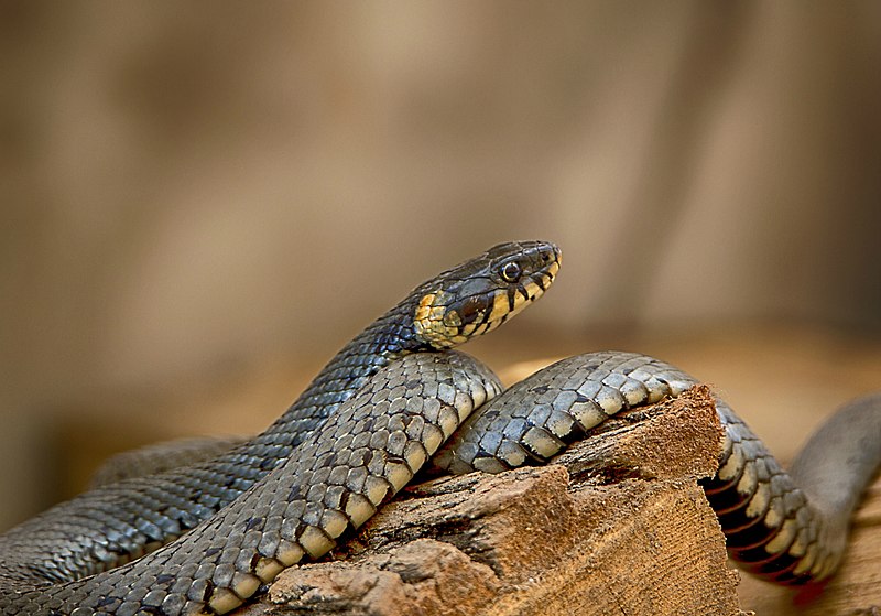 File:Snake jpg 1280*984.jpg