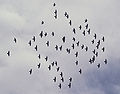 Snow Pigeons above Khumjung.jpg