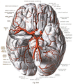 Cerebral arteries seen from beneath. Anterior cerebral artery visible at centre.