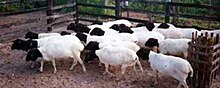 A flock of Somali sheep Somali sheep.jpg