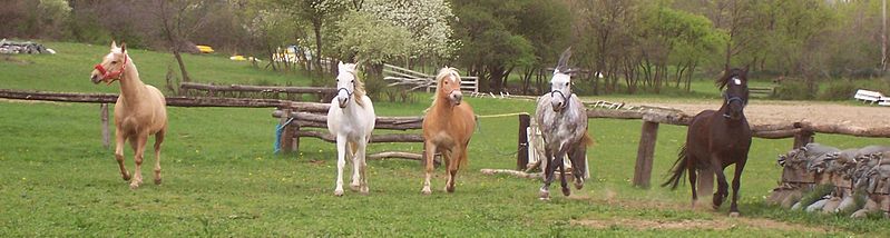 File:Some horses Pietrarossa.jpg