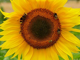 Sonnenblume mit verschiedenen Insekten.JPG