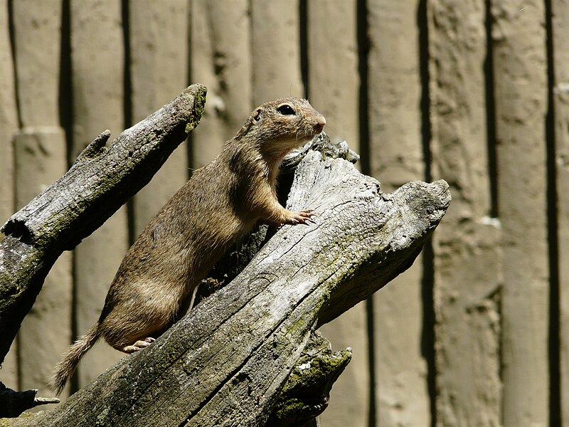 File:Souslik Argelès-Gazost parc animalier (7).JPG