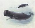 Sperm Whale (bottom), Bottlenose Whale (top)