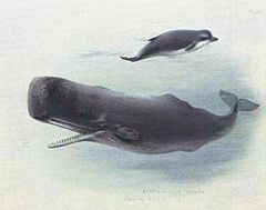 Рисунок (вероятно, первой трети XX века), изображающий кашалота в сравнении с бутылконосом, крупным зубатым китом