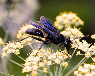 Hymenoptera Order of insects comprising sawflies, wasps, bees, and ants