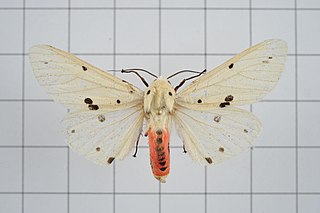 <i>Spilarctia alba</i> species of insect