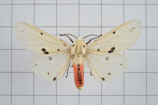 <i>Spilarctia alba</i>