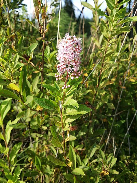 File:Spiraea salicifolia sl51.jpg