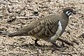 Squatter pigeon 2 (12710329944).jpg