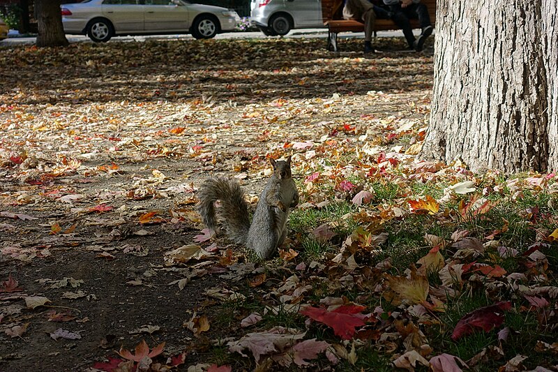 File:Squirrel @ Square Saint-Louis @ Le Plateau @ Montréal (30420164741).jpg