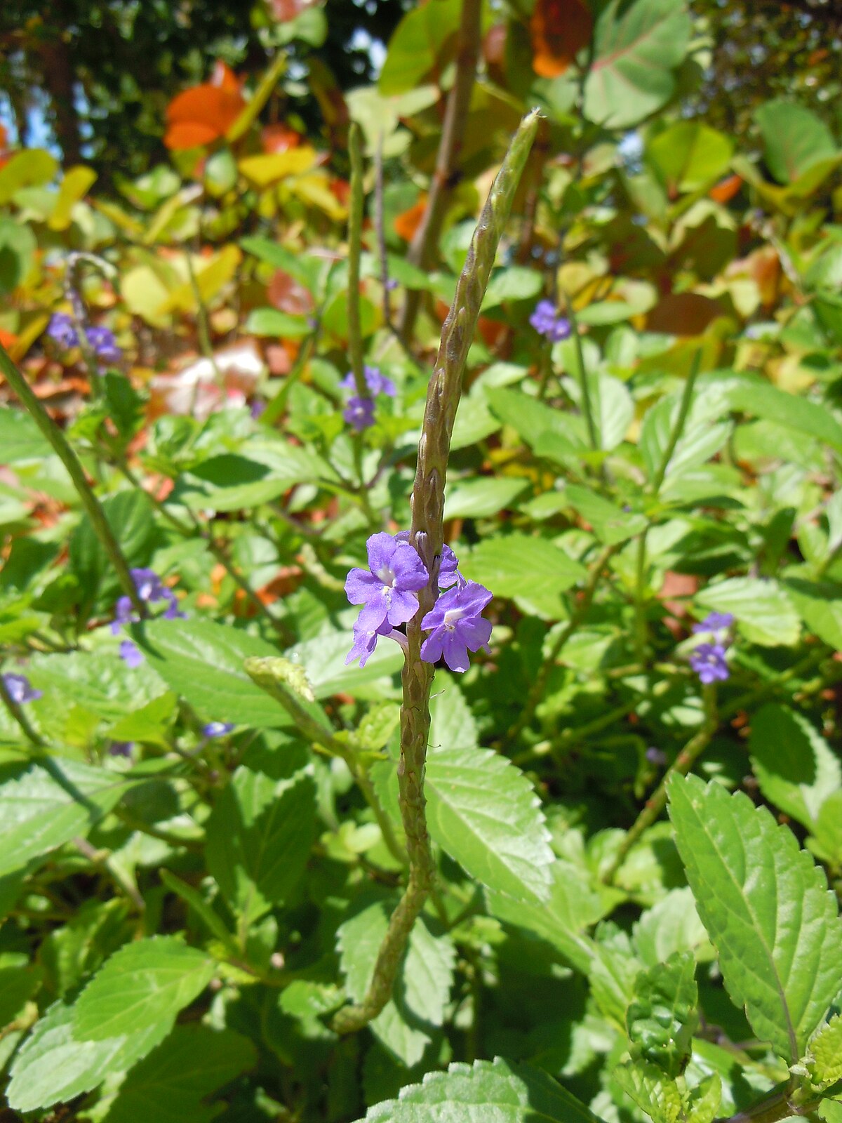 Verveine bleue — Wikipédia