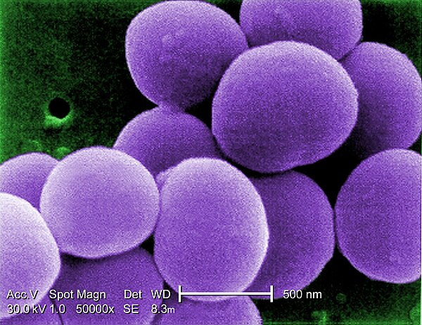 Staphylococcus aureus 4