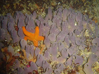 Turret sponge species of sponge