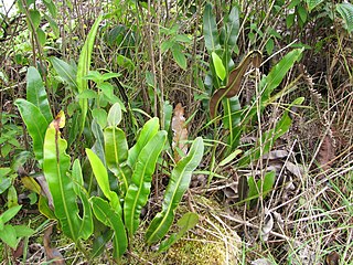 <i>Elaphoglossum</i> Genus of ferns