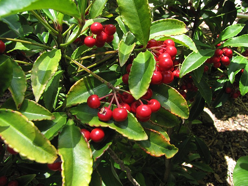 File:Starr-120522-6505-Ardisia crenata-fruit and leaves-Iao Tropical Gardens of Maui-Maui (24516973463).jpg