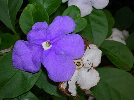 Brunfelsia australis - Wikiwand