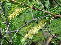 Flowers of Prosopis juliflora, a common invasive species in Ethiopia and other countries Starr 070404-6610 Prosopis juliflora.jpg