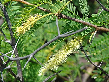 Flowers of the Prosopis juliflora plant that is a common invasive species in Ethiopia and other countries Starr 070404-6610 Prosopis juliflora.jpg