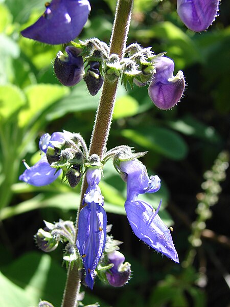 File:Starr 071024-0027 Plectranthus amboinicus.jpg