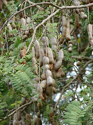 Tamarind Indický: Popis, Rozšíření, Taxonomie