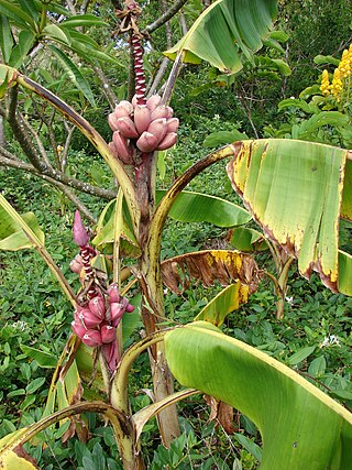 <i>Musa velutina</i> Species of flowering plant