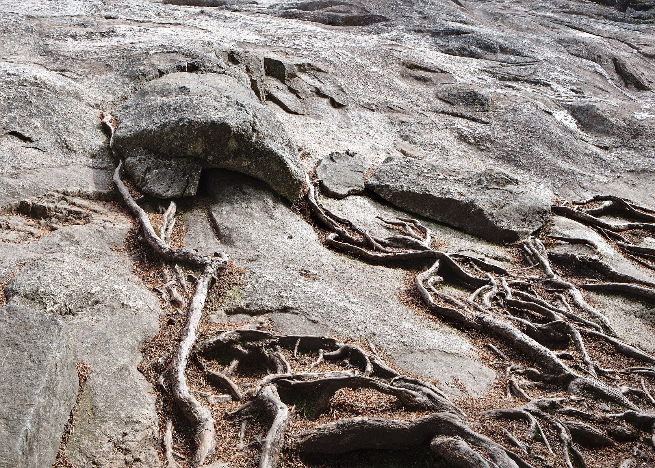 en:Stawamus Chief Provincial Park