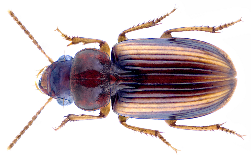 File:Stenolophus bilineatus Facchini.png