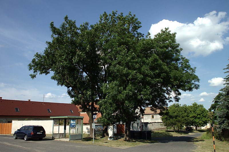 File:Straškov-Vodochody, stromoví.jpg