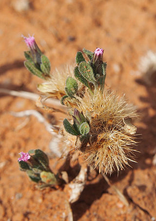 <i>Streptoglossa adscendens</i> Species of flowering plant