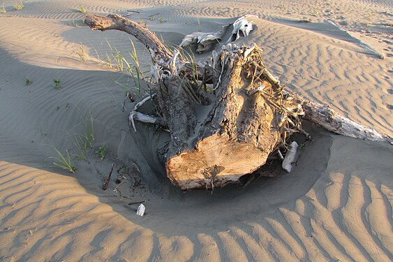 Driftwood on Moclips Beach holding back the sand.