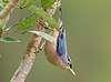 Sulfur-billed Nuthatch crop (cropped).jpg