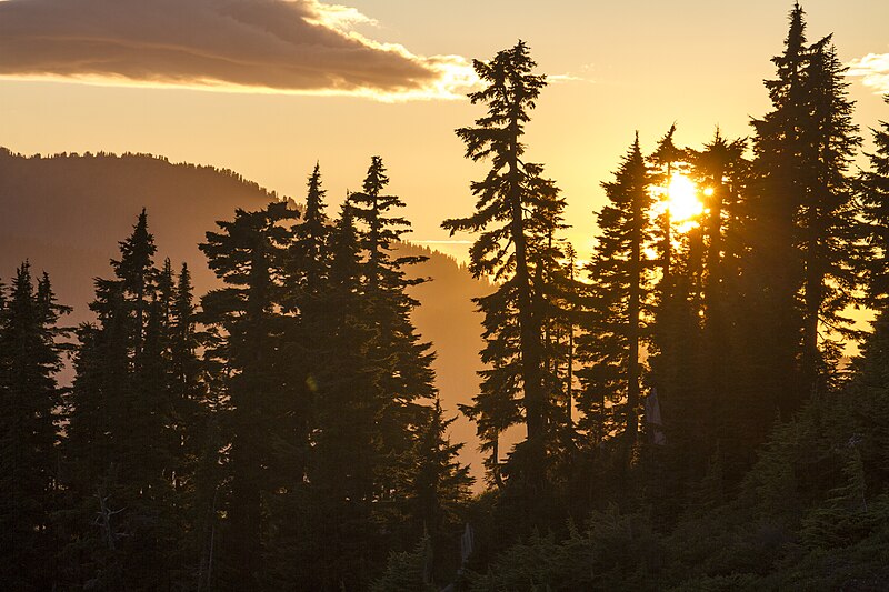 File:Sunset Forest Silhouette, Mt Baker Snoqualmie National Forest (31959348222).jpg
