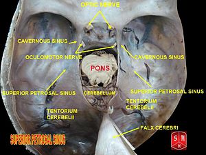 Superior petrosal sinus.jpg