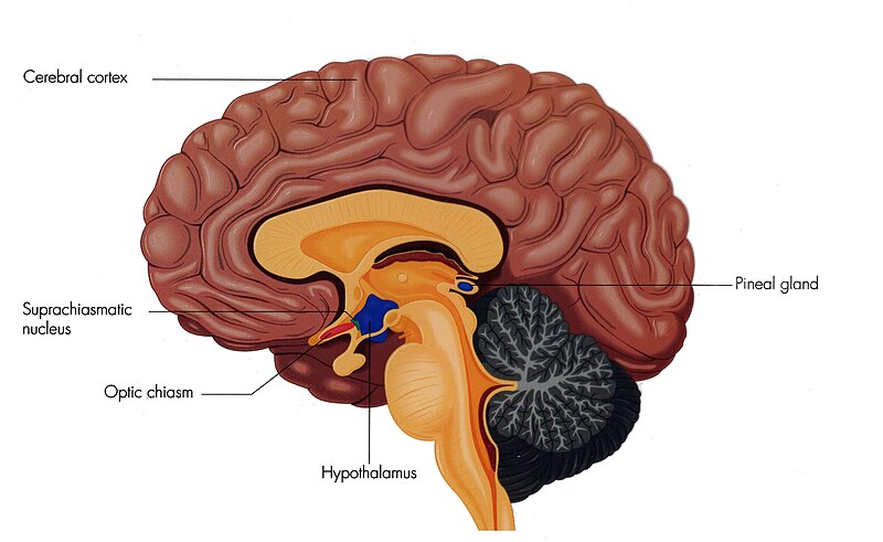 File:Suprachiasmatic Nucleus.jpg