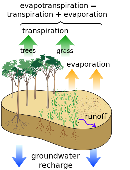 Water cycle of the Earth's surface, showing the individual components of transpiration and evaporation that make up evapotranspiration. Other closely related processes shown are runoff and groundwater recharge.