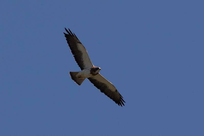 File:Swainson's Hawk Kerr WMA Kerrville TX 2018-05-06 09-22-35 (42881548744).jpg