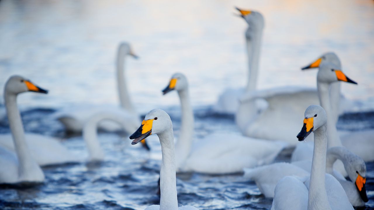 Swans near Bakkestranda.jpg