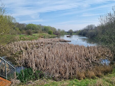 Swanspool Lake, Wellingborough