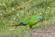 Swift parrot (Lathamus discolor) South Bruny.jpg