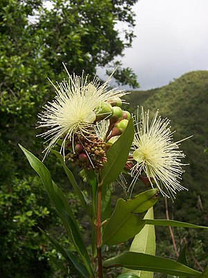 Syzygium jambos.JPG