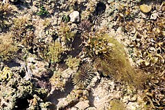 File:TIDAL ZONE LIFE MAUI 01.jpg (Category:Echinoidea)