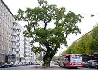 Miniatyrbild för Oxenstiernsgatan