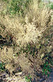 Damage to Tamarisk in Kazakhstan