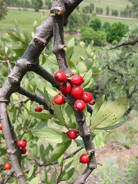 Tapinanthus