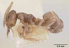 Tapinoma luridum longiceps casent0178239 профилі 1.jpg