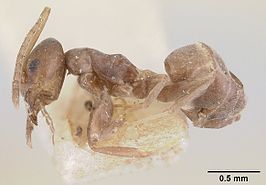 Tapinoma luridum