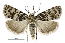 Tauroscopa notabilis female.jpg