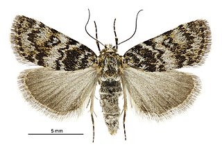 <i>Tauroscopa notabilis</i> Species of moth